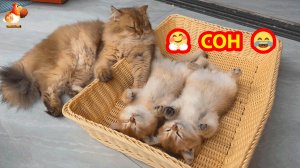 Котята спят на спине в корзинке ❣️🤗😍