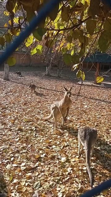 #зоопарк #алматы #кенгуру смотреть онлайн