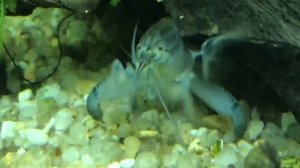 Камерунская креветка - фильтратор Atya gabonensis