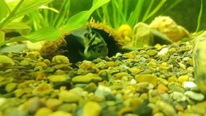 Постройка гнезда.