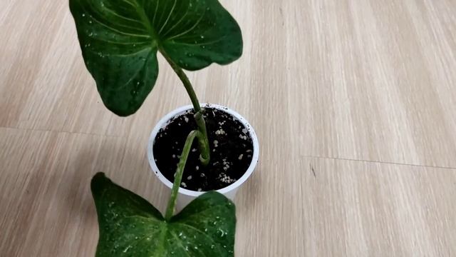 Обработка растения от вредителей, как спасти комнатную Каллу