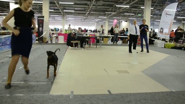 Монопородная выставка собак/Пинчер/16.01.2016 смотреть онлайн