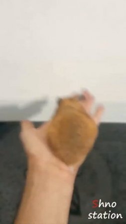 now the hamster is checking my hand!😎#shorts