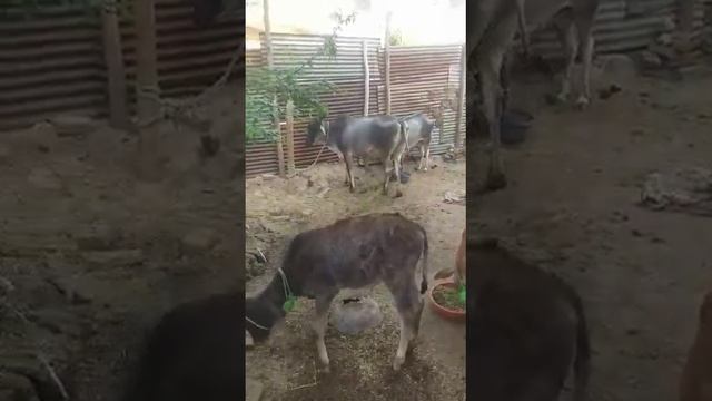 please support and donate us for cow's feeding. 8979773960 google pay, phone pay, Paytm. смотреть онлайн