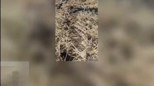 Робота на відмінно ZEUS HD по стерні засушливий грунт VELES AGRO смотреть онлайн