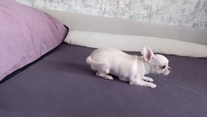 растем) щенки чихуахуа chihuahua puppies
