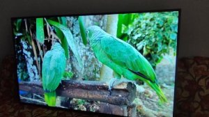 hartens smart 55 дюймов