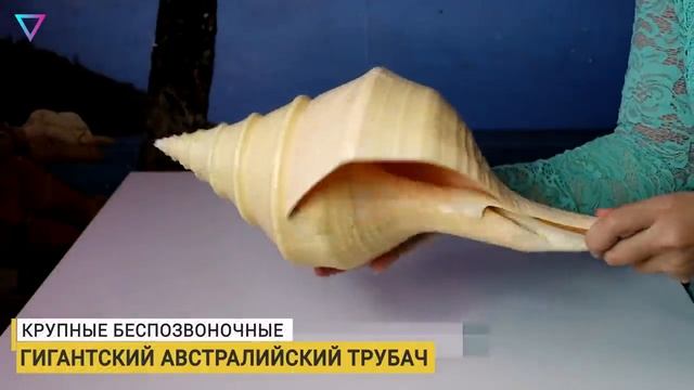 ▽ Самые большие беспозвоночные