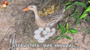 Утка и Утята – мир нежных эмоций 🦆🤗❣️часть (17)