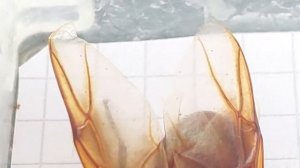 Dinomyrmex gigas (Singapore) 04.10.2023