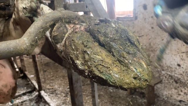 Обработка копыт КРС  Язва копыт.