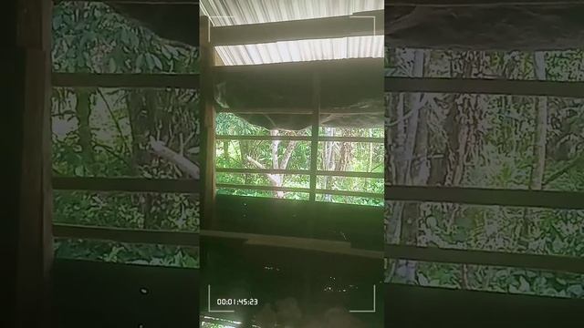 They are two weeks and thier weight 800 kilo grams 🌋🏳️🏳️🏳️ смотреть онлайн