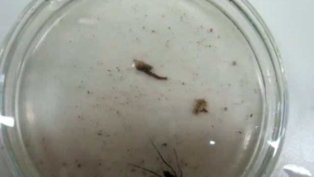 Giant Elephant Mosquito Larvae