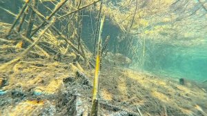 Подводная съёмка ручья с его обитателями.