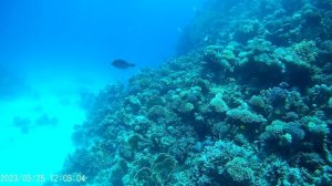 Лиза Египет Хургада дайвинг май 2023 год