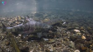 ▽ Лучшие прыгуны в мире