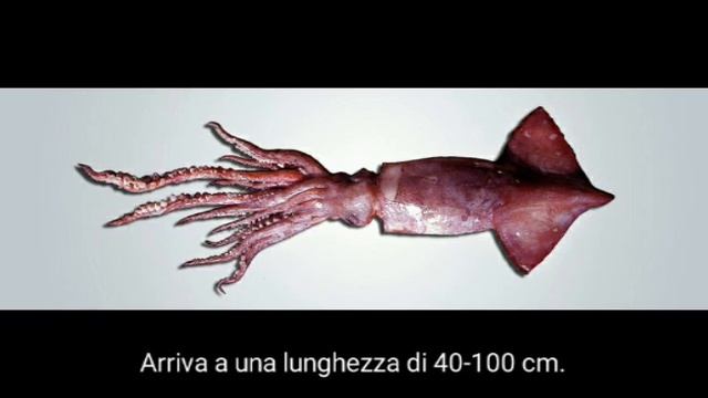 Il totano(Todarodes sagittatus) смотреть онлайн