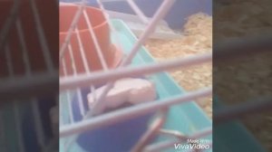 Содержание клетки хомяка