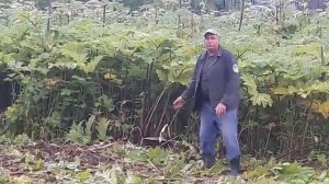 Покос борщевика (уничтожение, дискование) с помощью трактора