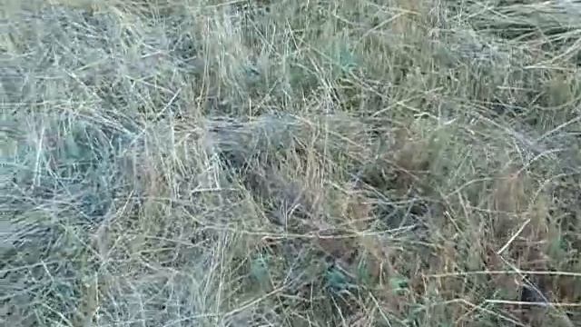 MOV00570 смотреть онлайн