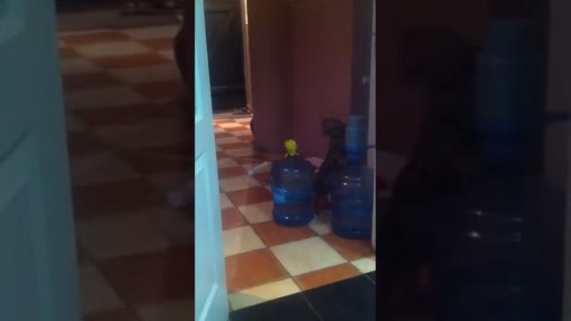 Кот очень хочет пить. смотреть онлайн