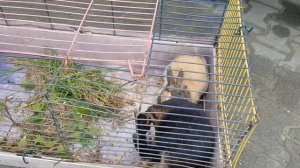 Германия, птичий рынок в г.Weilburg 28.04.2024г.