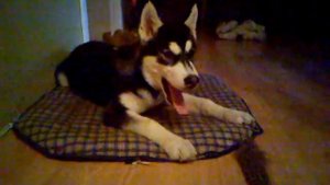 хаски 4 месяца