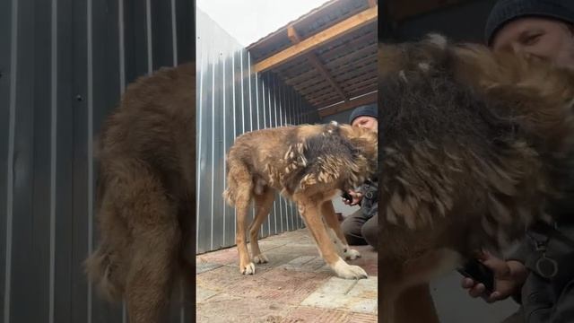 Хвостатое счастье в прямом эфире!