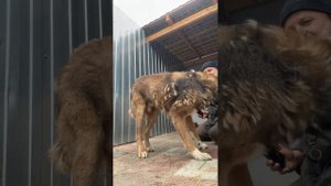 Хвостатое счастье в прямом эфире!