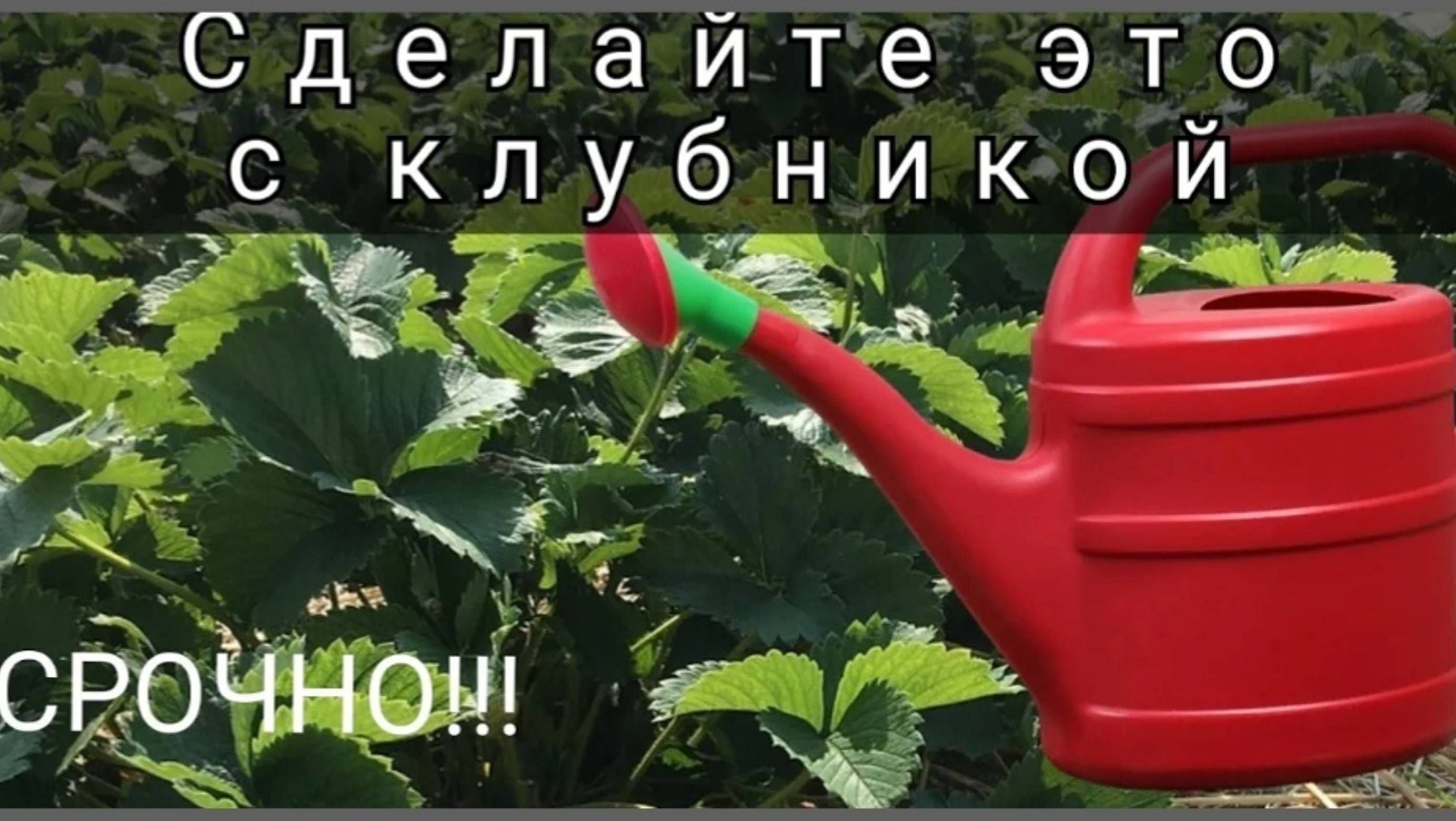 ПОКА НЕ ПОЗДНО!!! Сделайте Это с Клубникой смотреть онлайн