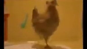 Курица танцует