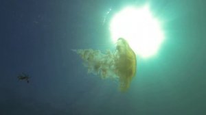 Diving with a beautiful jellyfish (chrysaora plocamia)