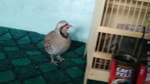 Кабкхои шикори#Keklik sesi Partridges#Oхотничий Куропатка