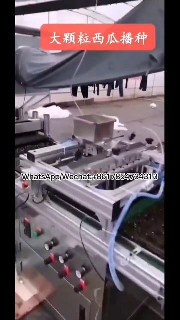 Large grain watermelon seed sowing and seedling machine