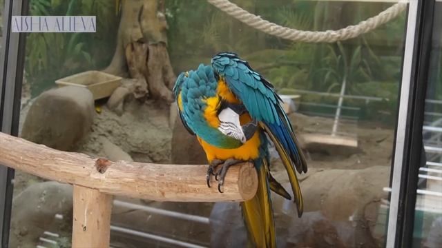 TOSHKENDA BIZANI HAYOTIMIZ AISHA ALIEVA HAYOTI•VLOG•ZOOPARK- MOOZY DOKON смотреть онлайн