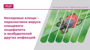 Иксодовые клещи – переносчики вируса клещевого энцефалита и возбудителей других инфекций