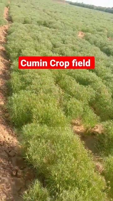 baat Chhora karta #shorts смотреть онлайн