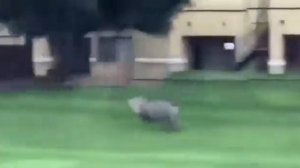 бежит кабан