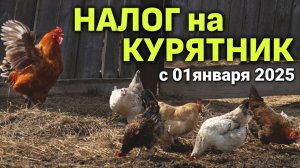 Новый НАЛОГ НА КУРЯТНИК с 1 января 2025 года #курятникнадаче #мастерhouse