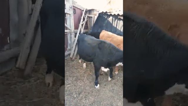 Бычки в загоне смотреть онлайн