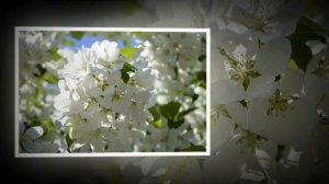 Лепестковый рай 1....