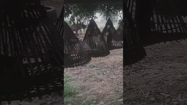 Rain quail sounds