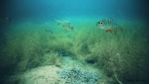 РЕАКЦИЯ РЫБЫ НА КОМБИКОРМ