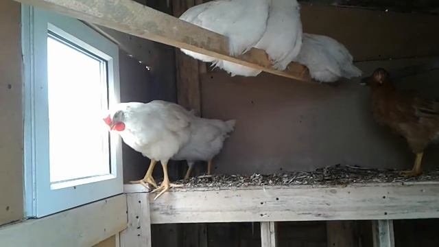 У Нас ПОПОЛНЕНИЕ!!!Купили бройлеров🐥🐥🐥