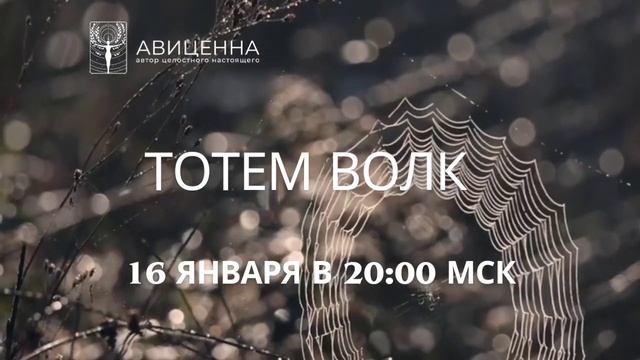 ТОТЕМ ВОЛК смотреть онлайн