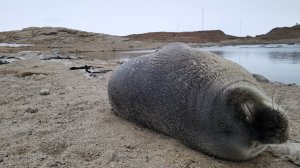 Встреча с тюленем на пробежке. Станция Прогресс. Антарктида.