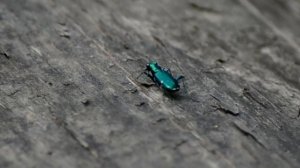 Six-spotted green tiger beetle running on log