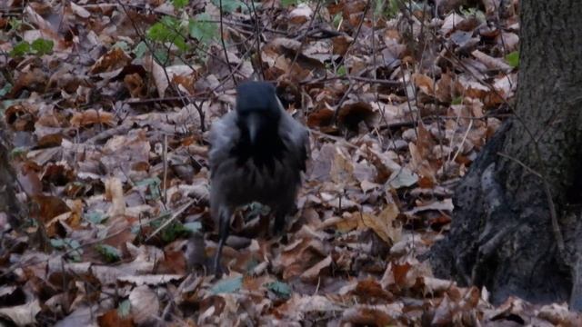 Про белок смотреть онлайн