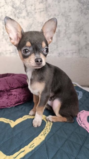 Принц. Голубых кровей. в Голубой Шубке. чихуа мальчиш смотреть онлайн