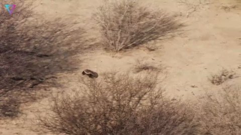 ▽ Медоед - самое бесстрашное животное